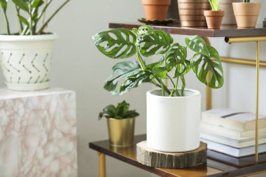 Houseplants koleksiyonu ile yeşil köşe raf