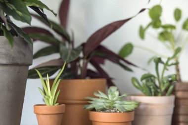 Beyaz arka plan üzerinde kil tencere taze houseplants Görünümü Kapat
