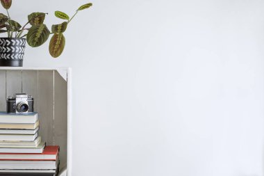 Bitkiler, kitaplar, yapraklar ve retro fotoğraf makinesi ile şık iç. Uzayın retro kavramı. Kopya alanı. Ev dekorasyonu minimalist kavramı