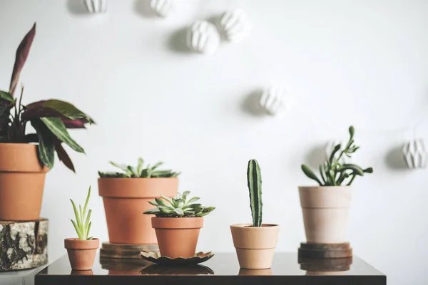 Green corner with houseplants in clay pots and concrete pots in scandinavian style on white background