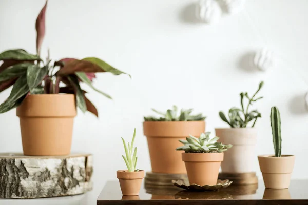 Green corner with houseplants in clay pots in scandinavian style on white background