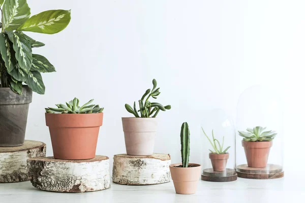 Collection of houseplants in clay and concrete pots on white background