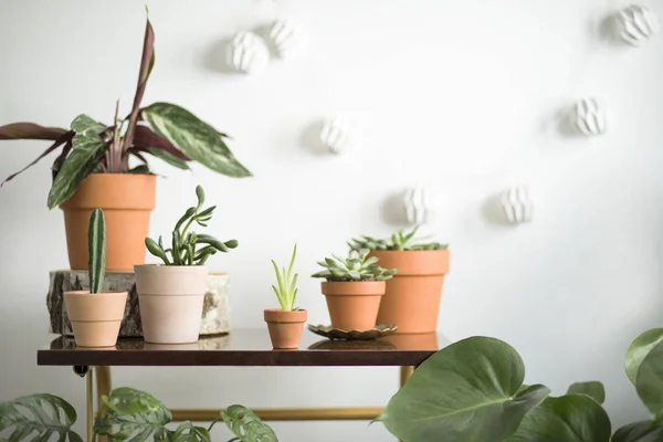 Πράσινα Houseplants Πήλινα Αγγεία Που Στέκεται Στο Καφέ Πίνακα Άσπρο — Φωτογραφία Αρχείου