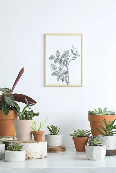 Коллекция Зеленых Комнатных Растений Наброском Цветов Рамке Белой Стене — стоковое фото