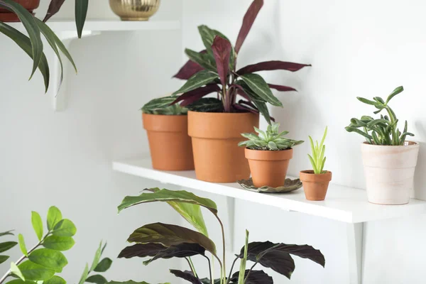 Green corner with collection of houseplants on shelves