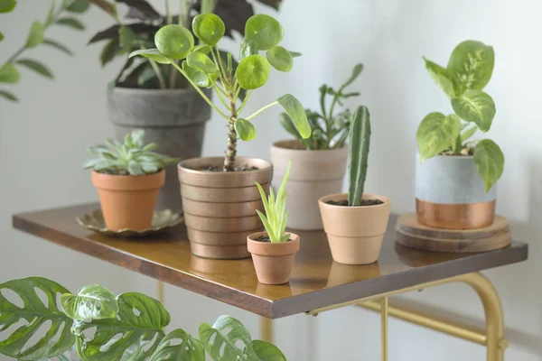 Πράσινα Houseplants Πήλινα Αγγεία Που Στέκεται Στο Καφέ Πίνακα Άσπρο — Φωτογραφία Αρχείου