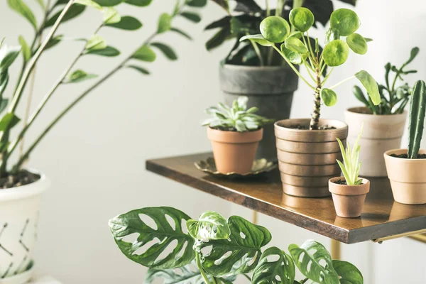 Ahşap Raf Houseplants Koleksiyonu Ile Yeşil Köşe - Stok İmaj