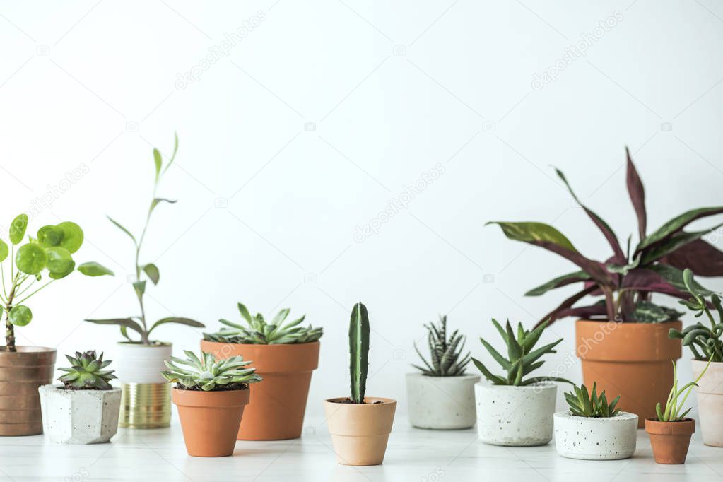 Green corner with houseplants in clay pots and concrete pots in scandinavian style on white background