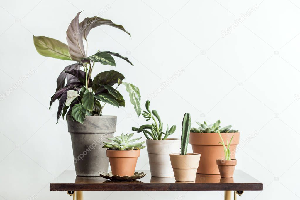 Green corner with houseplants in clay pots in scandinavian style on white background