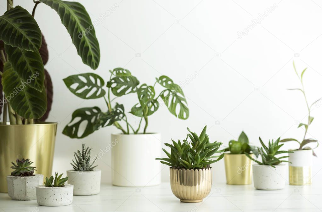Fresh green plants in stylish scandinavian style pots on white background 