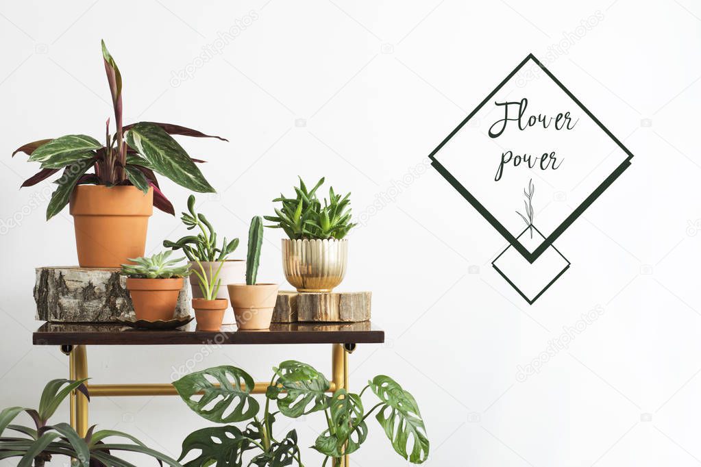 Green houseplants in clay pots with lettering Flower power on white background