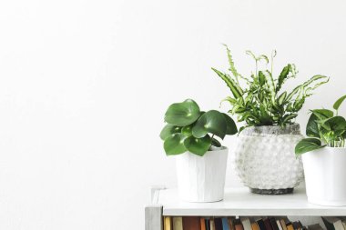 Şık İskandinav Çiçeklik beyaz zemin üzerine yeşil succulents 