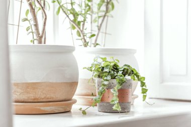 Pencere eşik üzerinde farklı seramik ve beton tencere platns ile mutfak ev bahçesi şık İskandinav iç. Parlak ve güneşli alan.