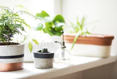 Pencere eşik üzerinde farklı seramik ve beton tencere platns ile mutfak ev bahçesi şık İskandinav iç. Parlak ve güneşli alan.