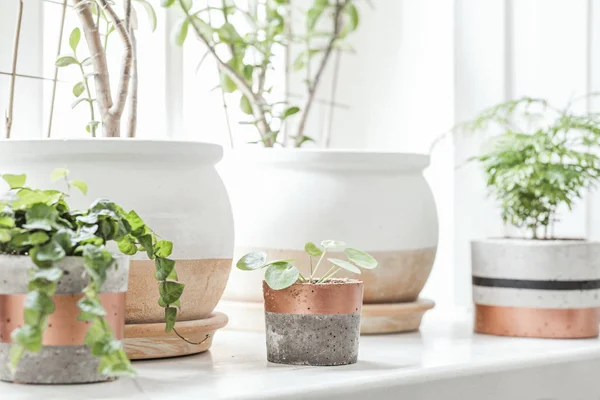 Interior Dapur Bergaya Taman Rumah Dengan Pot Keramik Dan Beton — Stok Foto