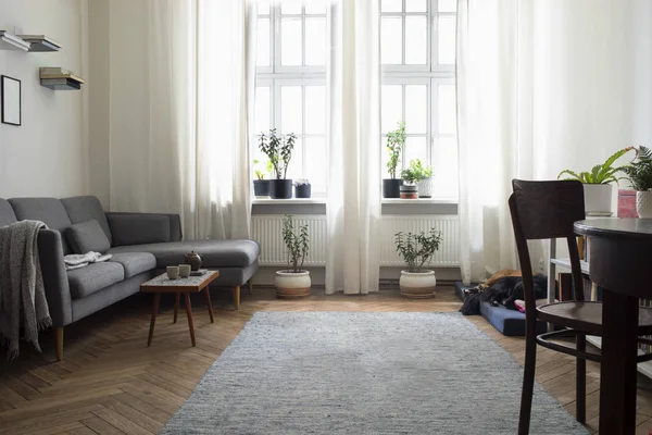 Élégant Salon Intérieur Lumineux Avec Canapé Gris Dans Style Scandinave — Photo