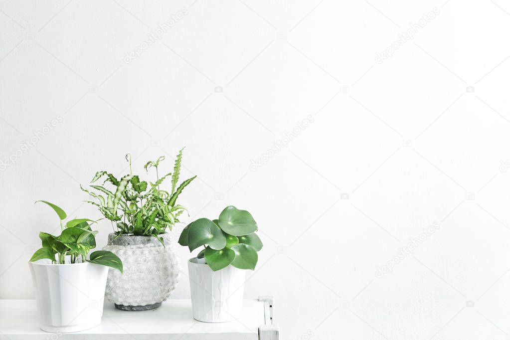 Green succulents in stylish scandinavian flowerpots on white background 