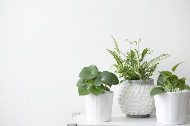 Green succulents in stylish scandinavian flowerpots on white background  clipart