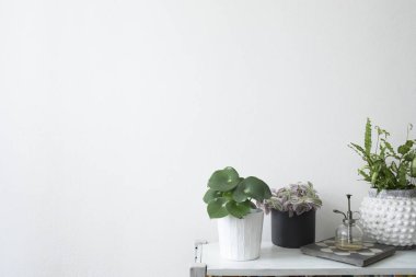 Rafta bitkiler ve vintage fıskiye ile minimalist ve modern ev iç. Kopyalama alanı olan beyaz arka plan duvarı.