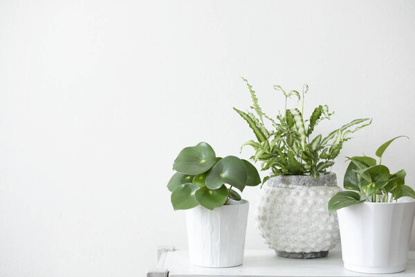 Green succulents in stylish scandinavian flowerpots on white background 