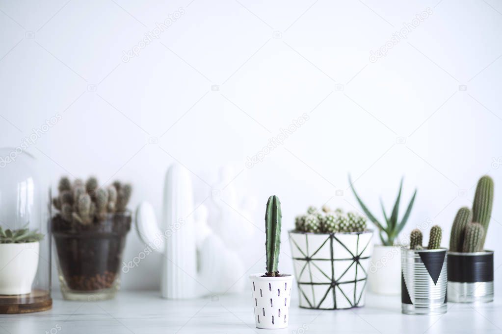 Green succulents in stylish scandinavian flowerpots on white background 