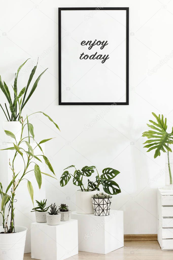 The scandinavian stylish interior filled a lot of plants in white design pots with black mock up poster frame. Tempalte. Home decor. Home garden. 