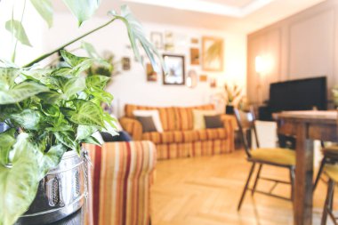 Zemin üzerine yeşil bitki ve çizgili eski kanepeler ile bulanık vintage sıcak iç Görünümü Kapat