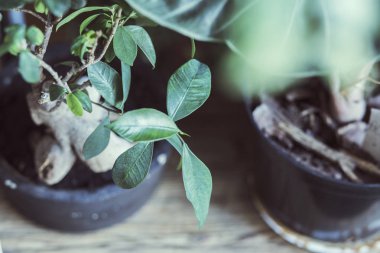 Ev iç güzel yeşil yapraklar kapatın. Modern yaşam tarzı - ev bahçesi. 