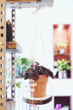 Ahşap dilim üzerinde kil tencerede güzel bitki asılı şık iç. Raf ve ev bahçesi konsepti.