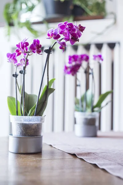 Tutup Rumah Tanaman Atas Meja Kayu Dengan Bunga Ungu Komposisi — Stok Foto