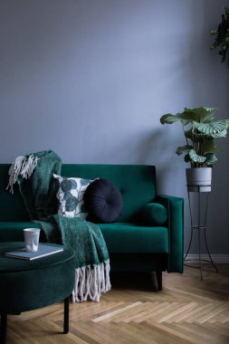 Yeşil kadife kanepe, zarif puf, yastık, battaniye ve tropikal bitki ile gri lüks iç. Ev dekorasyonu Modern kompozisyon. Kahverengi ahşap parke. Kopyalama alanı.