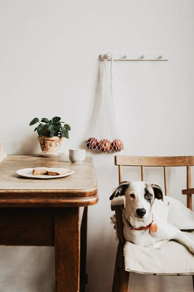 Vintage Wooden Kitchen Table White Dog Lying Chair Stock Photo