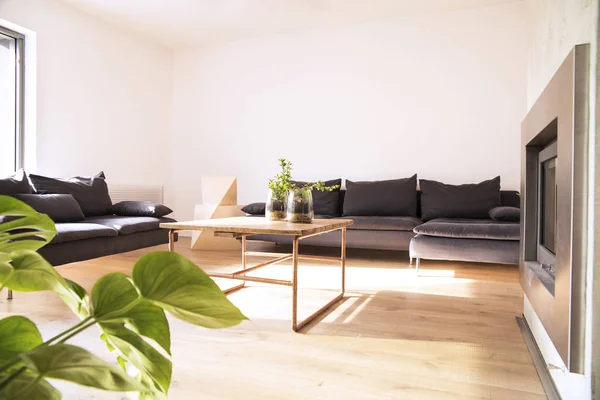 Sala Estar Elegante Com Sofá Confortável Plantas Verdes — Fotografia de Stock
