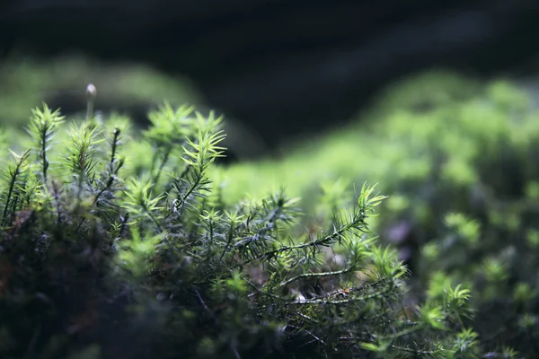 Close View Fresh Spring Green Moss Tree Trunk — Stock Photo, Image