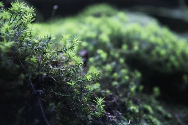 Close View Fresh Spring Green Moss Tree Trunk — Stock Photo, Image