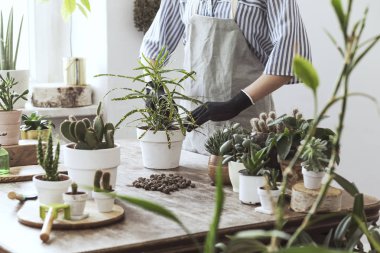 Kadının evde tencere succulents süreçte Görünümü Kapat
