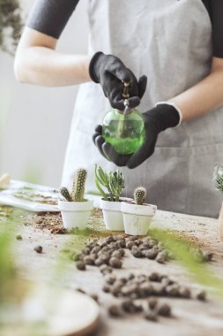 Kadının evde tencere succulents süreçte Görünümü Kapat