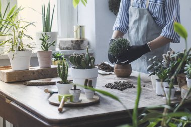 Kadının evde tencere succulents süreçte Görünümü Kapat