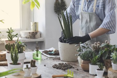 Kadının evde tencere succulents süreçte Görünümü Kapat