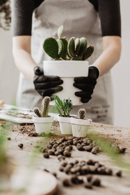 Kadının evde tencere succulents süreçte Görünümü Kapat