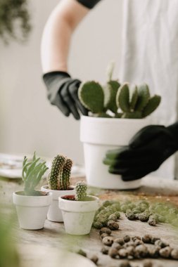Kadının evde tencere succulents süreçte Görünümü Kapat