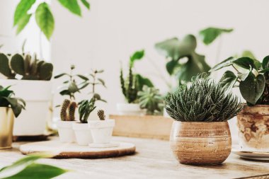 Ahşap masa süreçte sonra tencere yeşil succulents