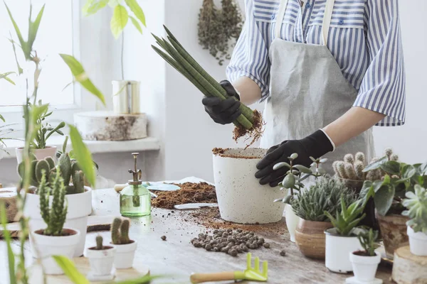 鉢に多肉植物を植え替えの女性の表示を閉じる — ストック写真