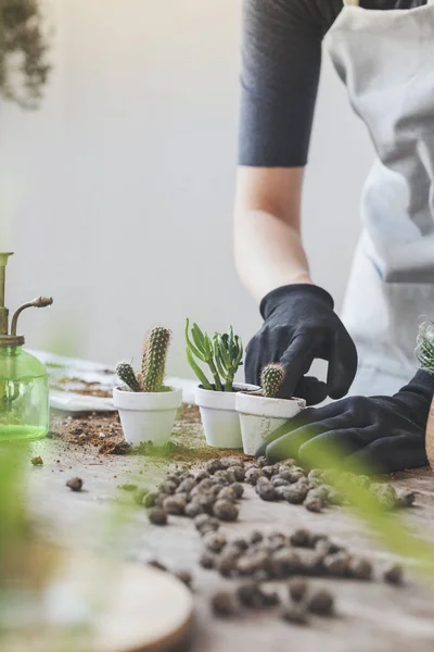 Close view of woman replanting succulents in pots at home