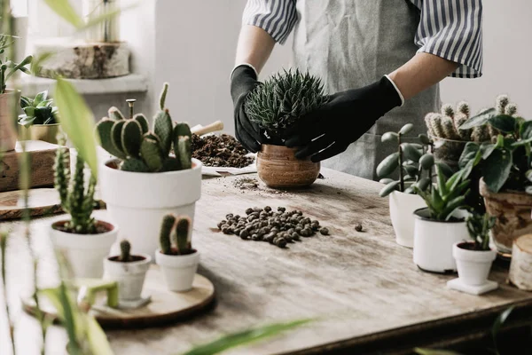 Close View Woman Replanting Succulents Pots Home — Stock Photo, Image