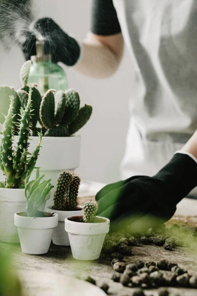 Close view of woman replanting succulents in pots at home