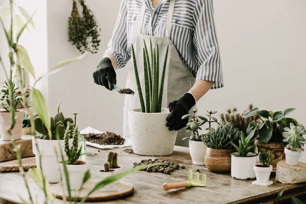 鉢に多肉植物を植え替えの女性の表示を閉じる — ストック写真