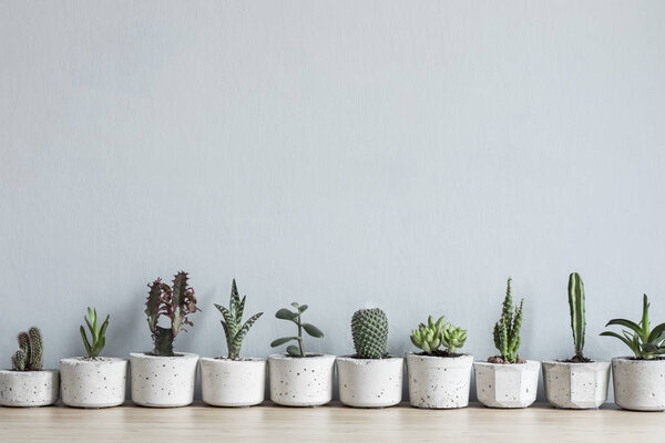 Green succulents in cement pots on wooden table
