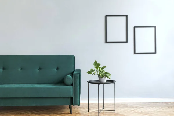 Minimalistic and luxury grey home interior with green velvet design sofa, black coffe table with plant. Copy space for inscription, mock up poster. Brown wooden parquet.