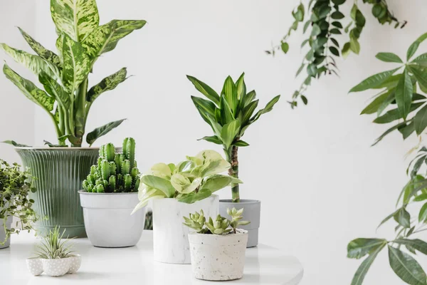 部屋の様々な緑の植物のクローズアップビュー — ストック写真